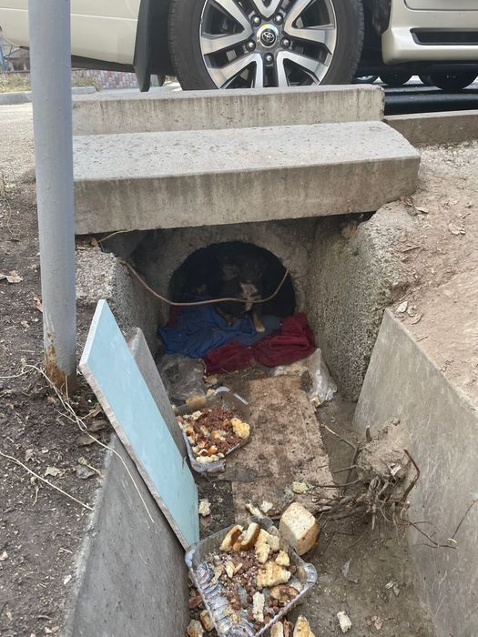 Милые щенки, полупородистые