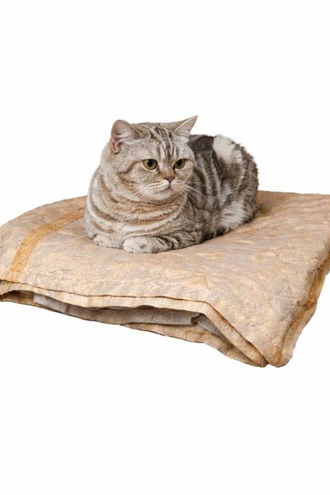 Нежная кошечка ищет дом