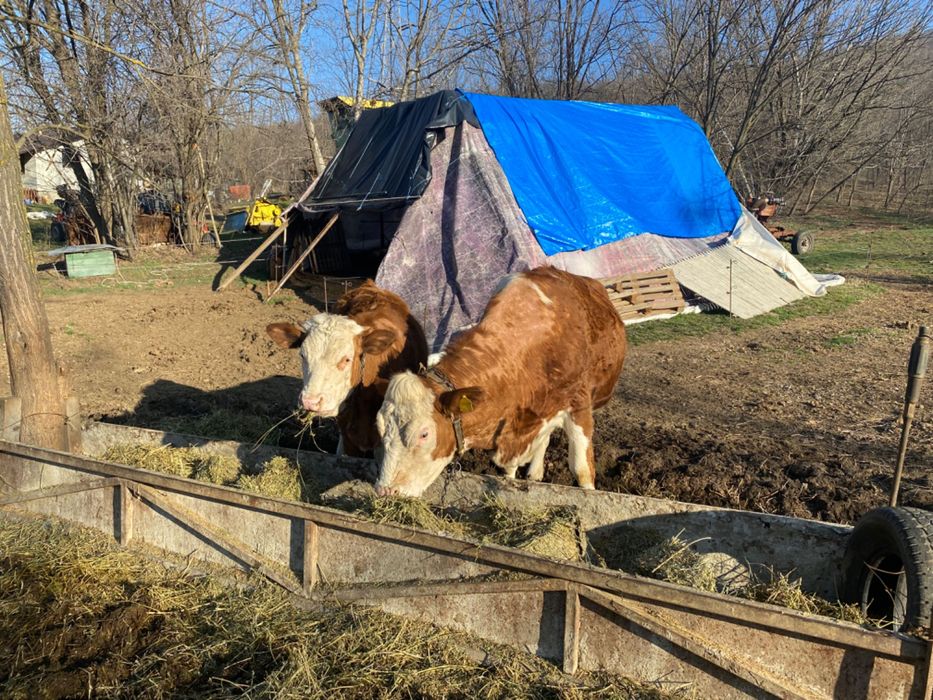 Vând 3 vaci și 2 vitele