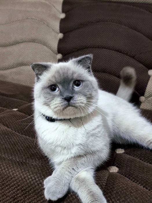 Скотч фолл тоза парода