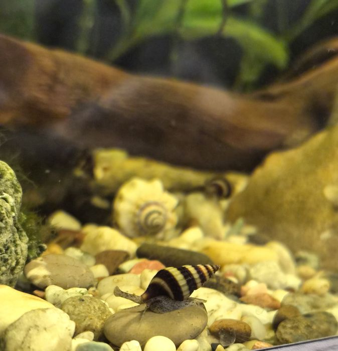 Улитка Хелена. Район военного института