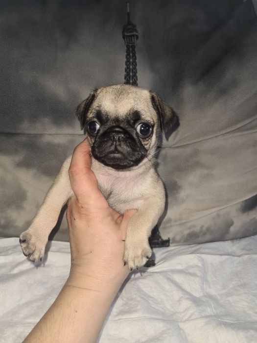 Продам щенка мопса.