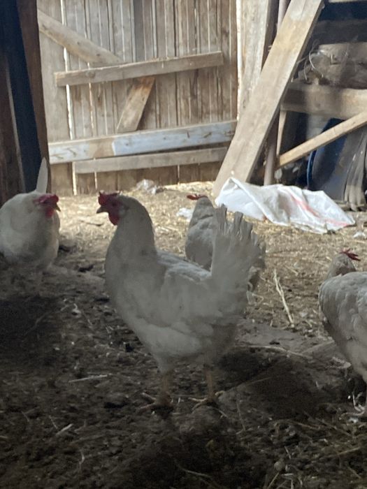 продам курей 14штук несушки