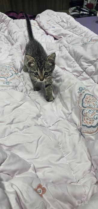 Бесплатно котёнок