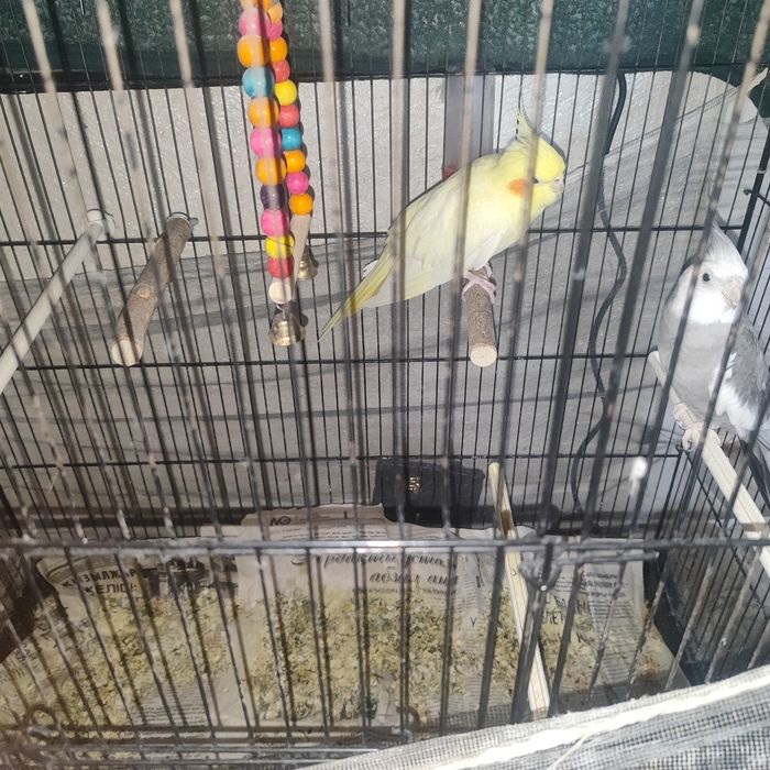 Птица папугай корелла