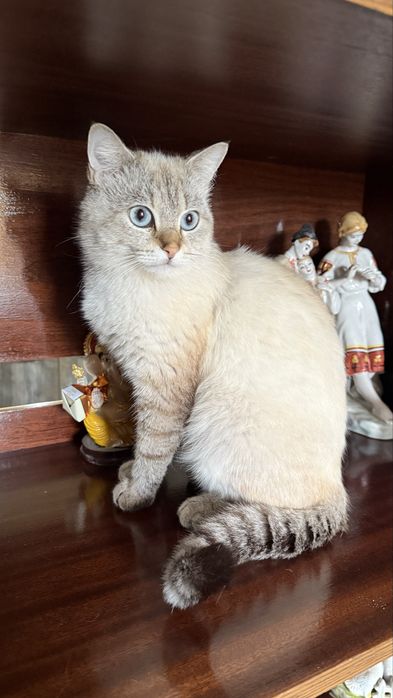 Шикарный тайский котик