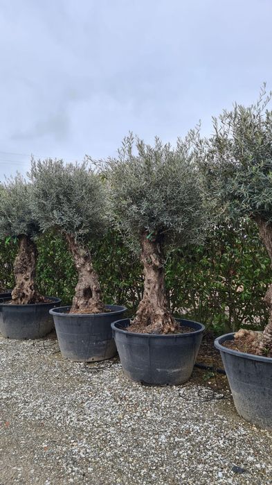 Măslini seculari Calitatea extra