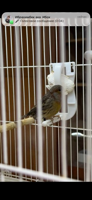 Канарейка пара.