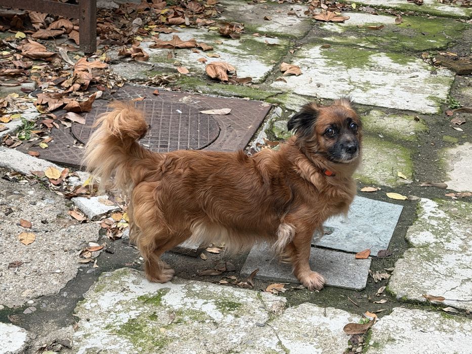 Urgent adoptie femela talie mica