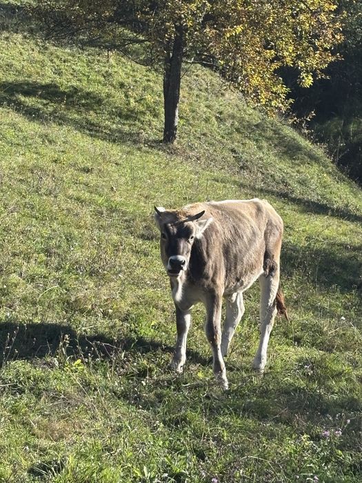 Vitică de vanzare
