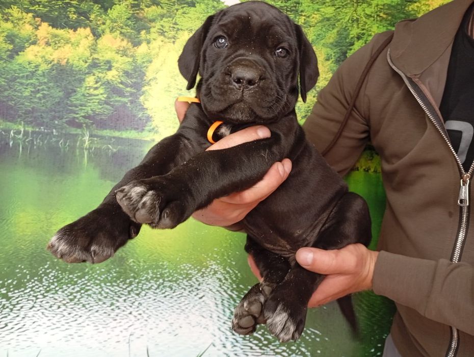 Кане Корсо cane Corso Italiano