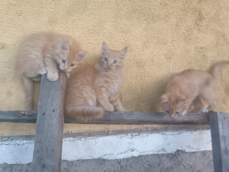 Отдам в добрые руки Котят