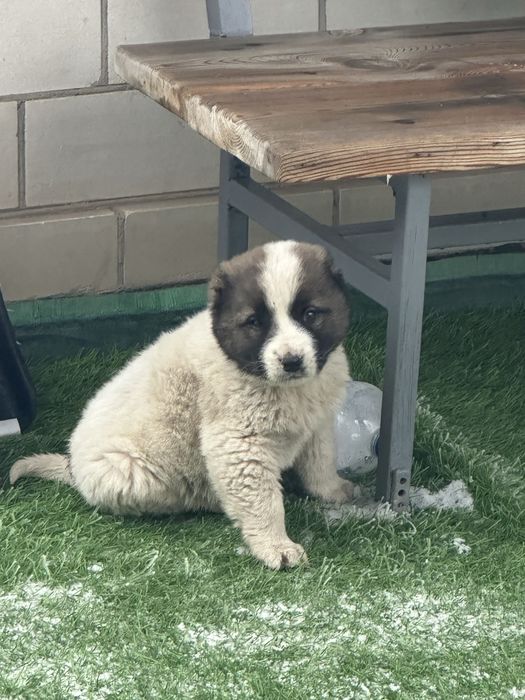 Продам щенка алабая