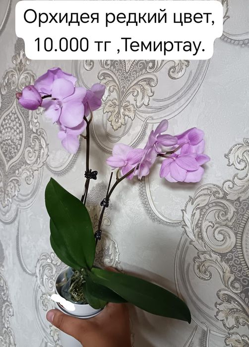 Продам нежного цвета орхидею