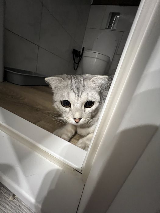 Ищем кота для вязки