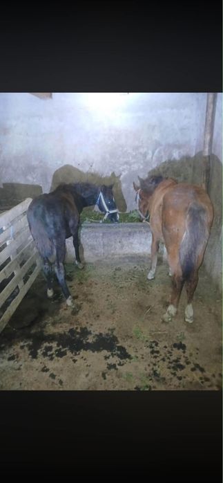 De vânzare trei mânzoace
