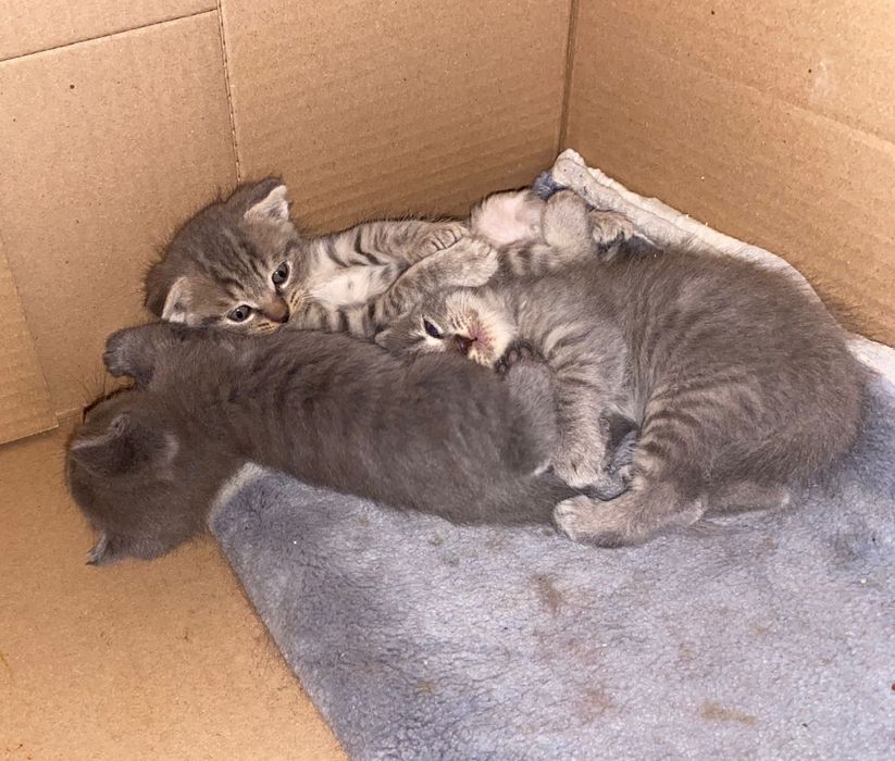 Папа шотландец, Мама британка