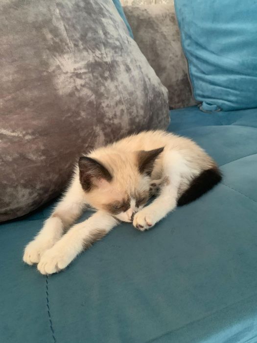 Продается котенок сиамская