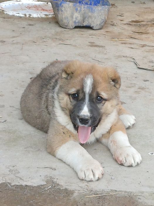 Таза алабай кушык