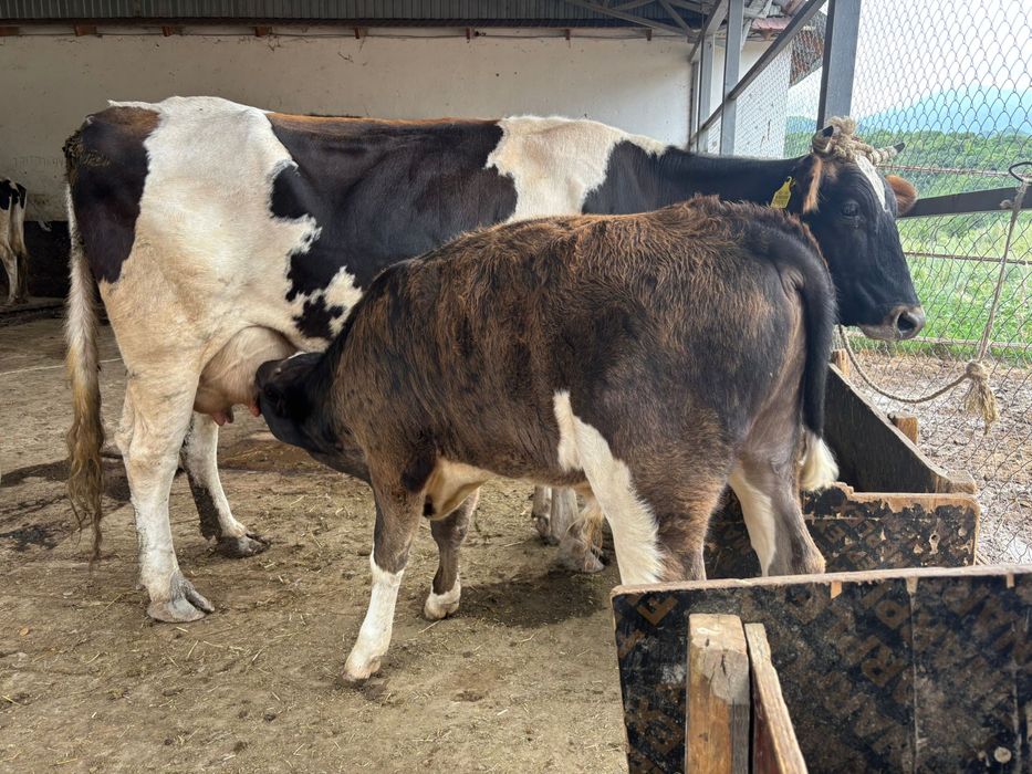 Ірі-қара мал сатылады