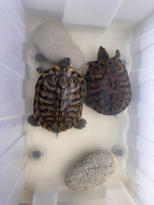 8 марта Красноухие черепахи