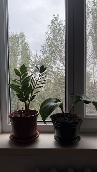 Свежие комнатные растения. Оба за 5000.