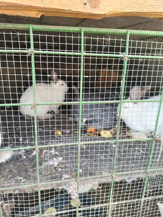 Vind iepurii crescuți cu mîncare naturală