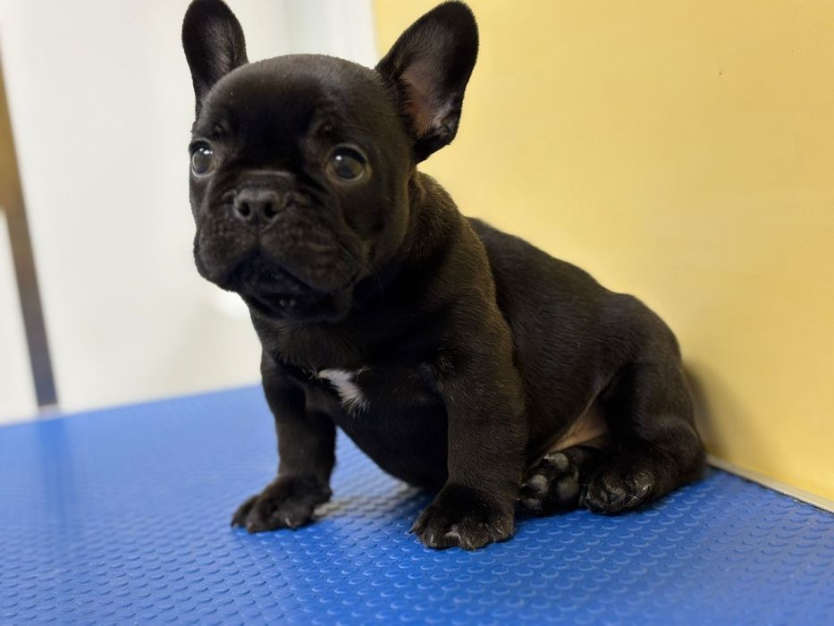 Bulldog francez mascul