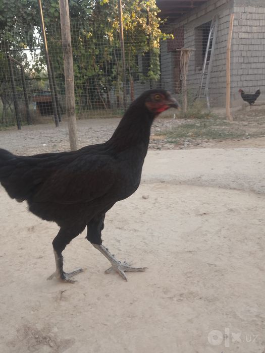 Bir par jaydari sotiladi