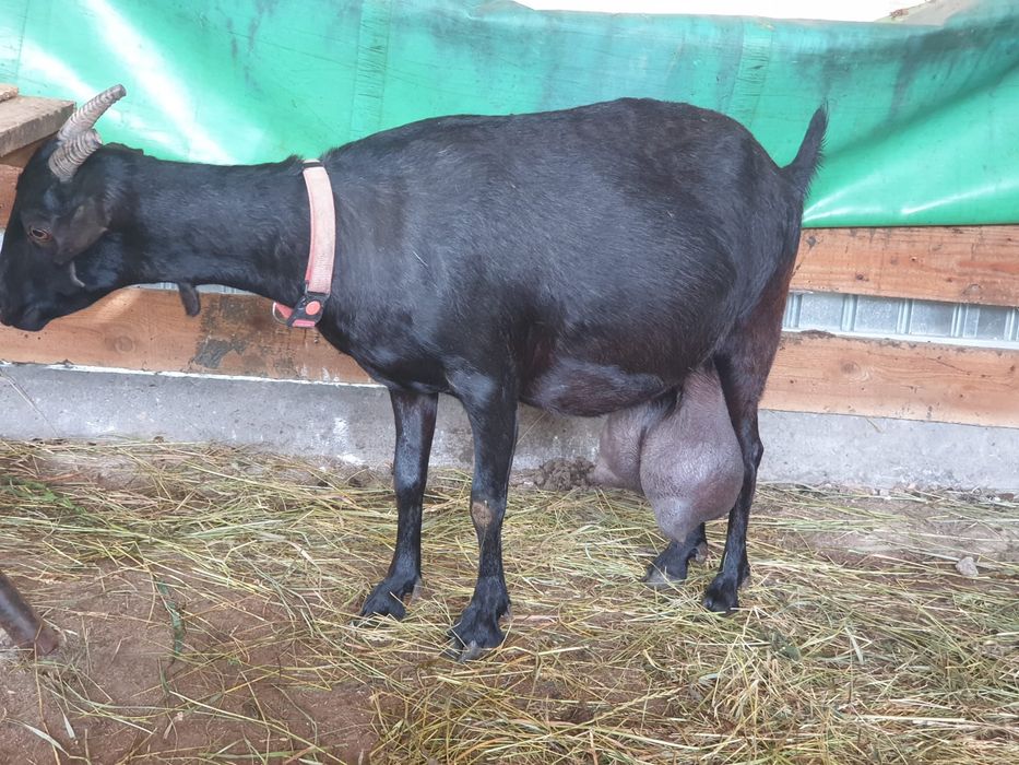 Țăpișor murciano granadina si unul saanen