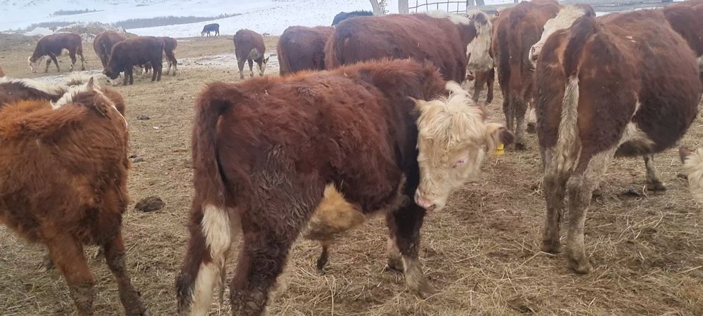 Бык бычок  бұқа ақбас белоголовые