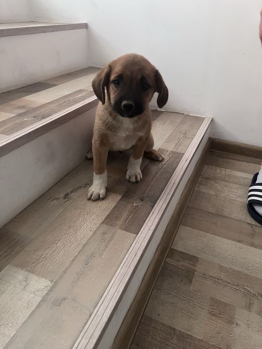 Catelusi spre adoptie