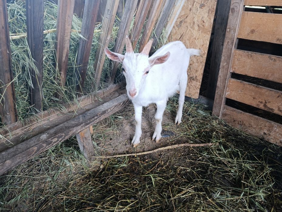 Vând țăpișor sannen