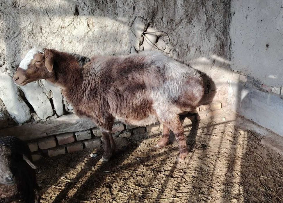 Qo'y sotiladi yeb ochish joyida