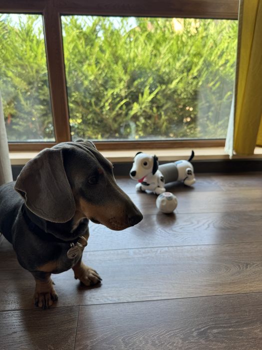 Робо куче дакел