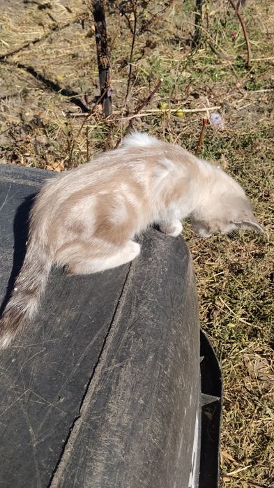 Кошечка  малышка