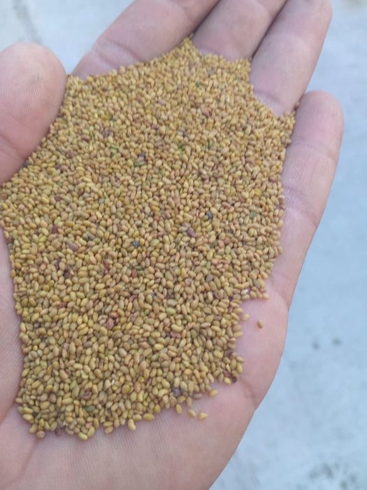 Seminte, Samanta Lucerna Selectată si Descuscutata recolta 2025