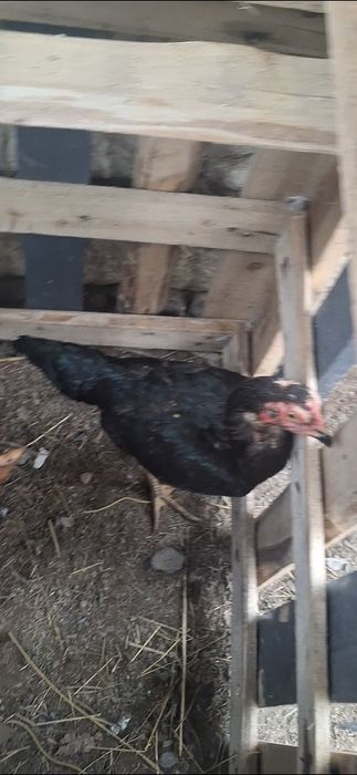 Продам петуха и курычку