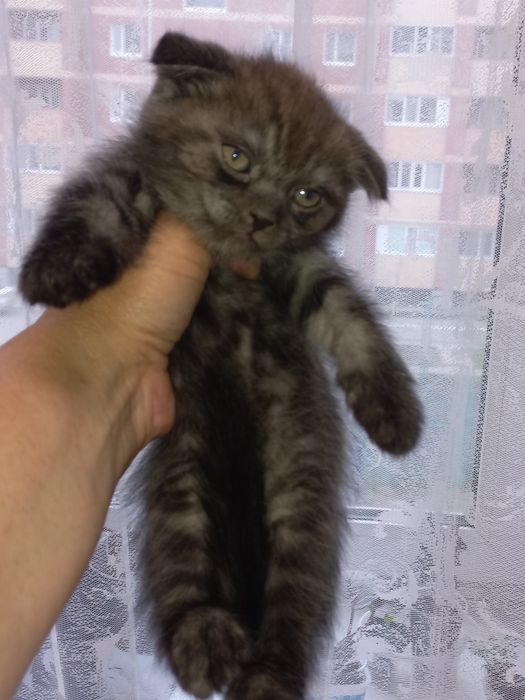 Продам шотладских вислоухих девочек