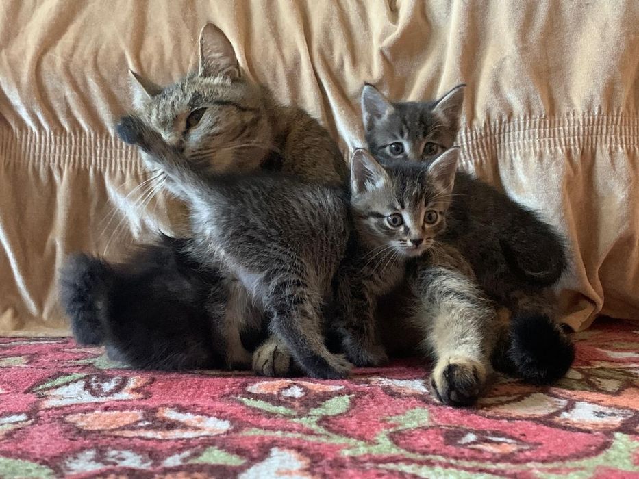 Котята, 2 месяца, отдадим даром