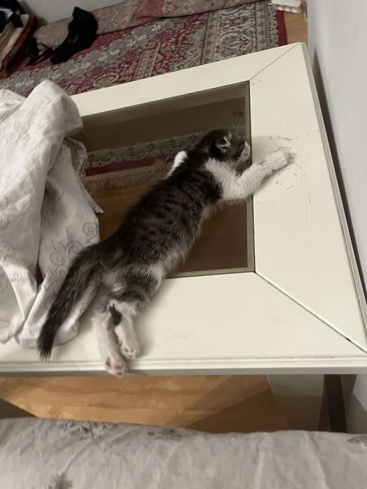 Котёнок 2 месяца
