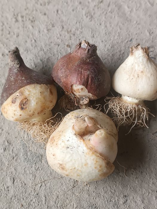 Лола пиёзи, луковицы тюльпанов привозные Голландия