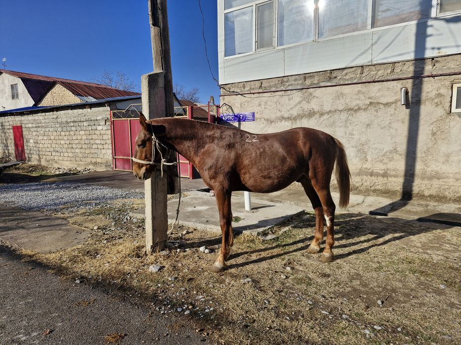 Құнан 3 жасар сатылады