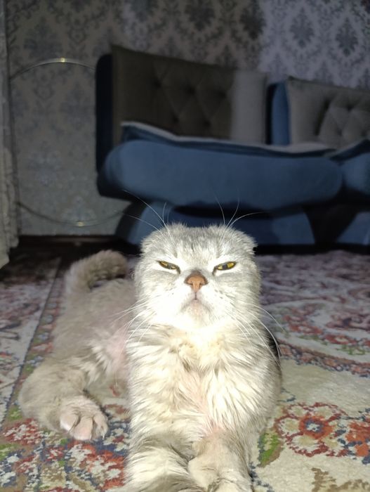 Прадайотса кошка