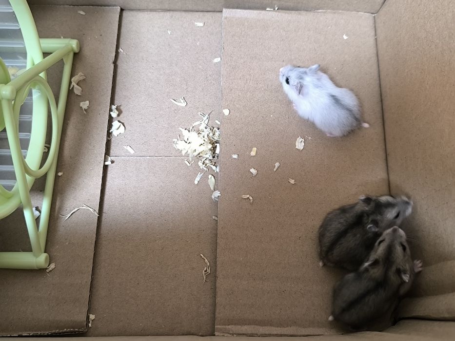 Hamsteri pitici de vanzare