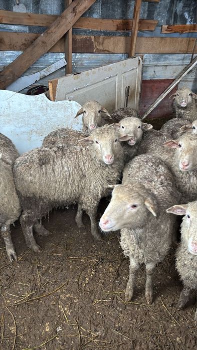 Продаю овец срочно 60тысяч