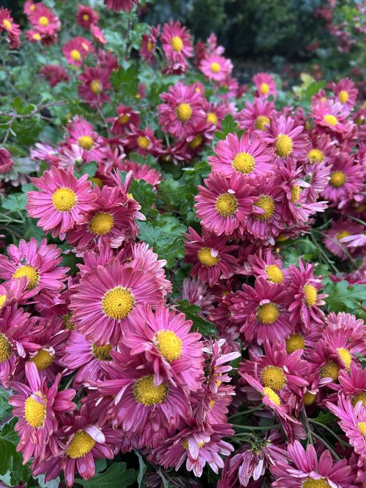 Tufanica rosu cu galben