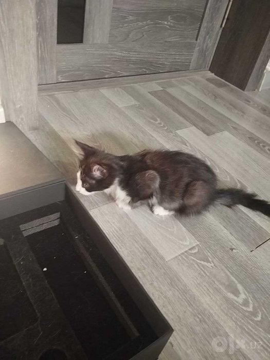 котенок бесплатно мальчик