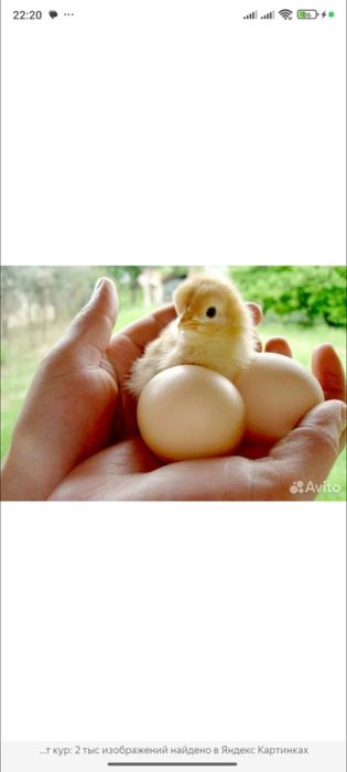 Яйца для инкубатора