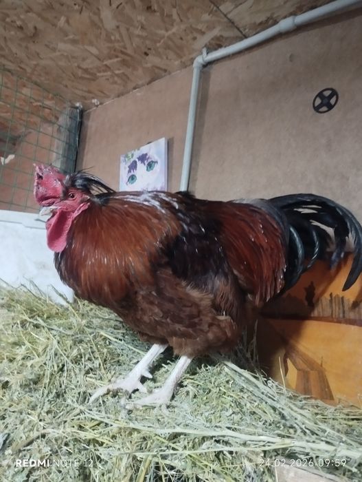 Петушки  молодые ,годовалые